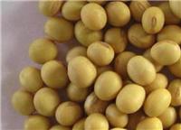敦化农副产品黄豆大豆批发厂家 优质**大豆价格 **