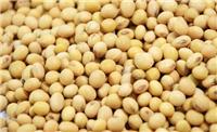 敦化粮食种植基地东北大豆批发 优质精品黄豆大豆 食用营养大豆