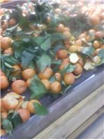 砂糖桔的食用小技巧_黑龙江大庆砂糖橘水果批发销售