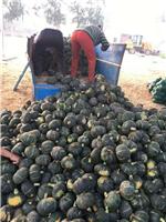 黑龙江优质品种南瓜长期供应 高营养食品南瓜 产地供应南瓜
