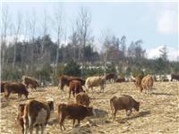 吉林牧业大量出售肉牛 吉林今年肉牛养殖价格行情
