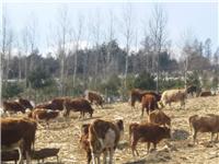 珲春肉牛养殖合作社常年供货 正规养牛场肉牛价格