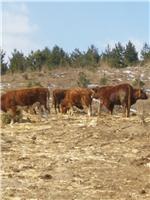 珲春肉牛价格可以买到 肉牛养殖场 农家散养肉牛供货