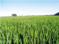 泰来县粮食批发价格 选泰来县力泰谷物种植专业合作社