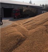 吉林高品质玉米批发 原生态玉米直销厂家 粮食销售市场现货