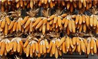 玉米有哪些功效 玉米的减肥作用_黑龙江大庆正宗东北玉米销售