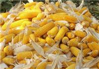 减肥的正确方法，吃玉米减肥_黑龙江大庆玉米供应销售