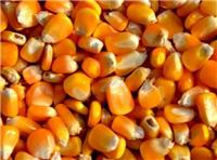 鸡西玉米有卖 密山玉米种植合作社 优质现货玉米供应