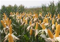 鸡西密山大型玉米种植基地 **农家玉米大量现货 价格合理