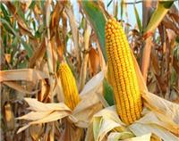 鸡西实力玉米种植厂家 密山常年玉米供应厂家 直销特级玉米