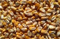 玉米的粮食的工业应用_黑龙江齐齐哈尔玉米收购