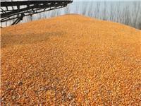 玉米的营养价值玉米的疾病预防_黑龙江齐齐哈尔玉米收购