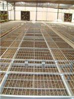 生产 温室苗床网片|镀锌苗床网片|防腐苗床网片