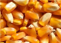 哈尔滨通河优质玉米供应商 非转基因玉米粒 颗粒饱满