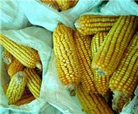 通河大型玉米种植基地直供黄玉米 优质品种黄玉米批发价格