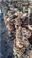 密山种植基地供应滑子蘑 东北特产滑蘑蘑菇 绿色环保食品