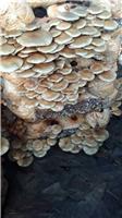 鸡西食用菌滑子蘑干货 密山滑子蘑种植中心优质滑子蘑