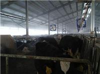 绥芬河西门塔尔牛养殖场在哪 西门塔尔牛价格 原奶销售