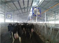 绥芬河西门塔尔牛养殖 优良品种进口奶牛饲养基地