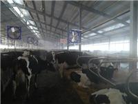 绥芬河正规奶牛养殖场 优质原奶大量现货 养牛场直供