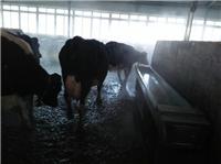 绥芬河西门塔尔牛价格 东北专业奶牛养殖技术