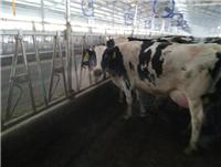 养殖场西门达尔奶牛养殖繁育 供应绥芬河无添加原奶