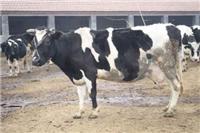 黑龙江大庆奶牛供应养殖找哪家 -奶牛的种类供应有哪些