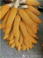 绥化安达玉米种子批发供应_黑龙江绥化信玉68玉米种子供应销售