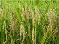 东北特产优质水稻批发厂家 延寿水稻种植基地在哪