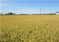 农家原生态水稻种植厂家 哈尔滨实力水稻种植厂家 电话