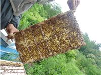 吉林正宗长白山蜂蜜特价 敦化养蜂合作社无添加蜂蜜 长期供货