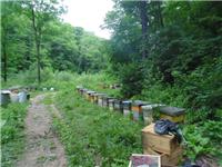 延边敦化专业养蜂合作社 生产高纯度蜂蜜 各规格**瓶装蜂蜜