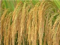梅河口水稻种植农场水稻稻谷 优质特级水稻稻谷出售
