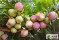 大量出售吉林占地苗，有枸杞苗，黄菠萝苗，3-7年大葡萄树