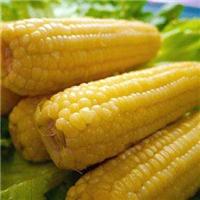 黑龙江大庆市玉米供应找哪家 _玉米的营养的价值