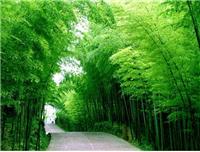 竹子的生长环境