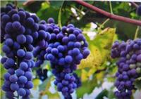 吉林优质无添加葡萄销售中心 抚远县葡萄种植基地供货
