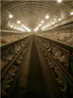 吉林专业白羽肉鸡品种养殖中心 高蛋白白羽肉鸡直供 订购电话