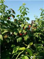 哈尔滨基地批发正宗红树莓 优质品种红树莓批发价格