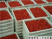 尚志浆果种植合作社批发红树莓 绿色美容红树莓供货 欢迎订购