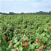 尚志红树莓基地种植 厂家直供优质树莓 长期供货