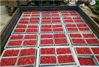 尚志红树莓种植专业合作社 寻求合作伙伴 专业**红树莓种植技术
