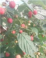 供应东北特产红树莓 美容佳品 尚志无添加红树莓零售批发市场