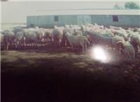 同江绵羊有出售 佳木斯绵羊养殖场 专业绵羊养殖技术