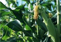 鸡东**优质玉米批发厂家 健康粗粮玉米大量供货