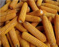鸡东绿色种植玉米 非转基因玉米 自产自销玉米大量货源