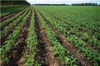 安图农场专业黄豆种植技术 高蛋白**黄豆大量供货