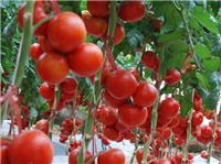 鸡西**蔬菜种植基地 农家大棚西红柿大量批发