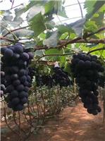 黑龙江省大庆优质葡萄供应销售_葡萄与提子有什么区别