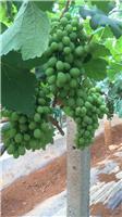 黑龙江大庆优质葡萄供应找哪家 _什么样的人不适合吃葡萄